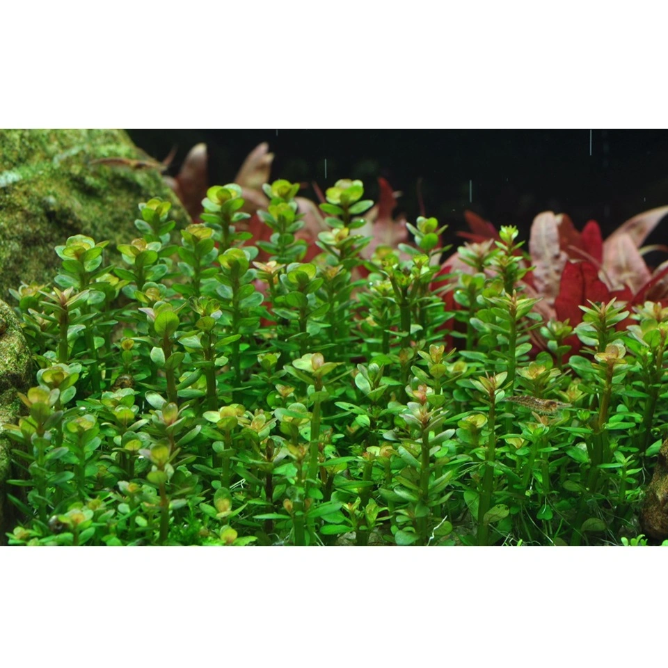 Tropica Rotala sp. bonsai 1-2-GROW x 3